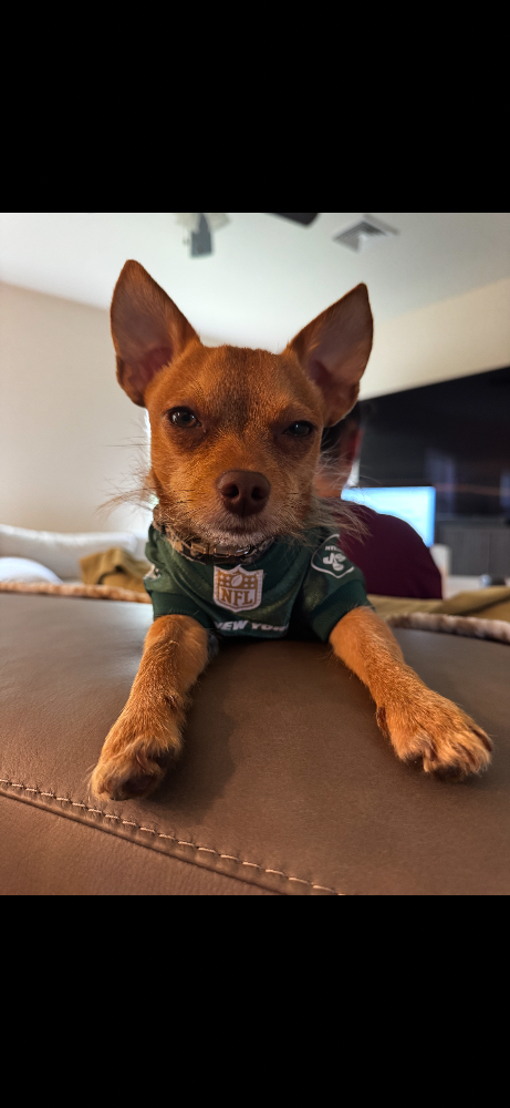 Ollie, a red Chihuahua, wearing a green football jersey indoors