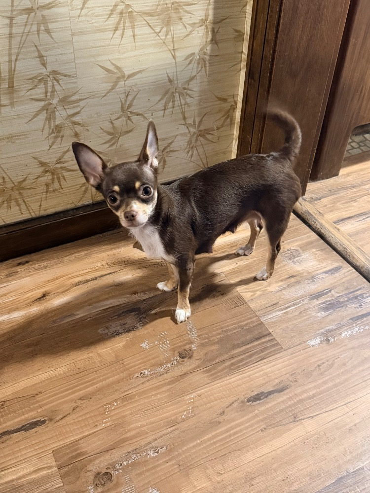 Daisy, a chocolate tri Chihuahua, standing indoors