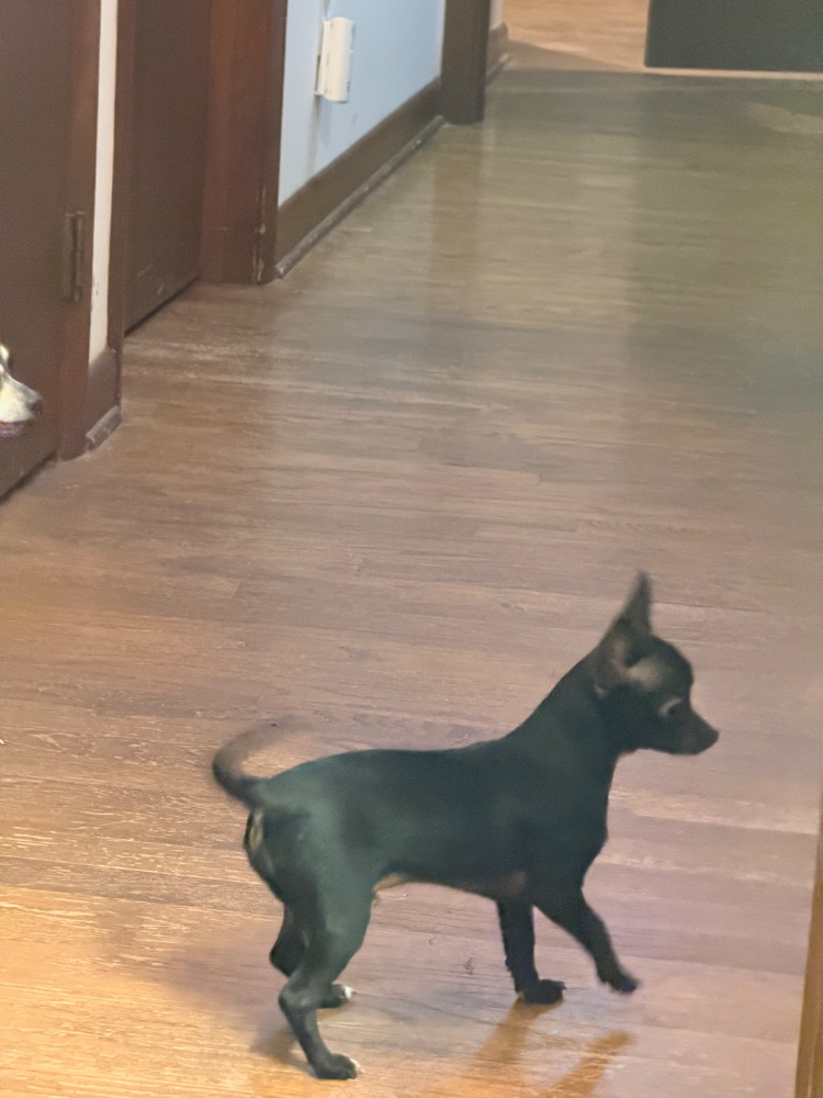 Ash, an all-black Chihuahua, standing indoors