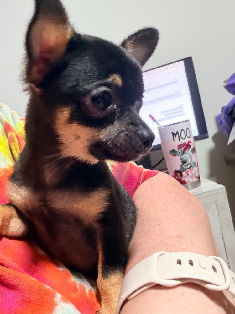 Moose, a black Chihuahua with tan points, being held indoors