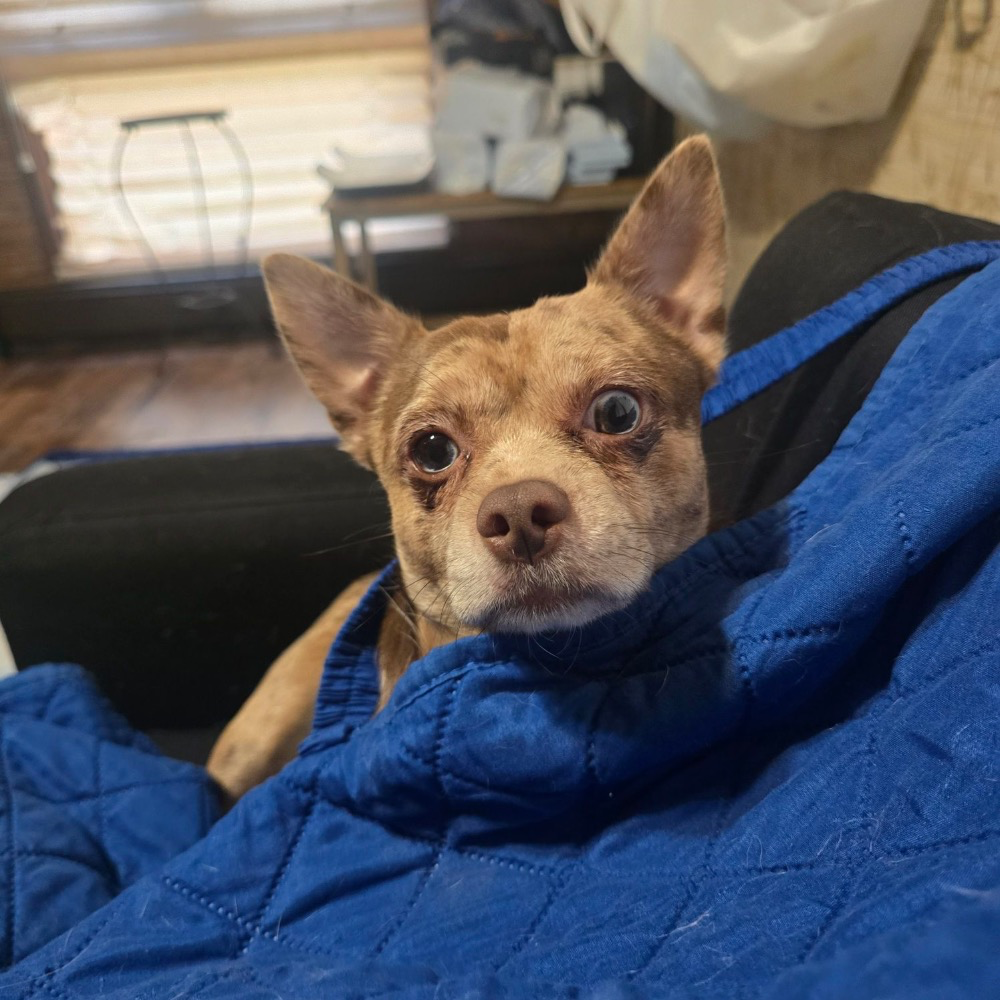 Leo, a chocolate merle Chihuahua, resting against a blue blanket