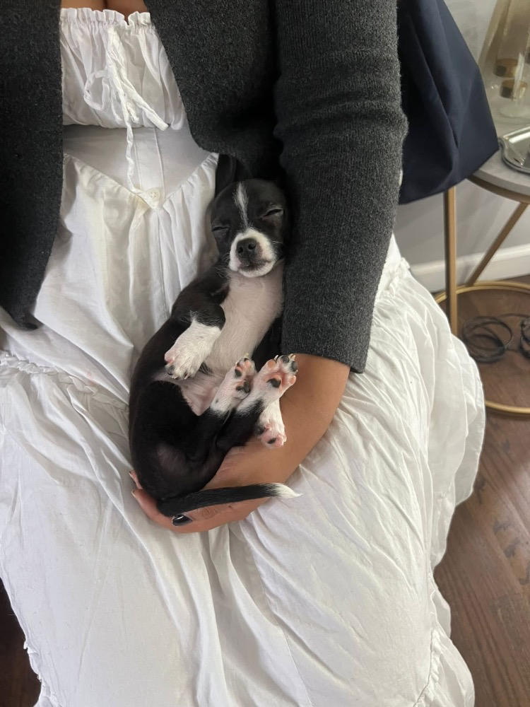 Brian, a black and white Chihuahua puppy, resting in a person’s arms