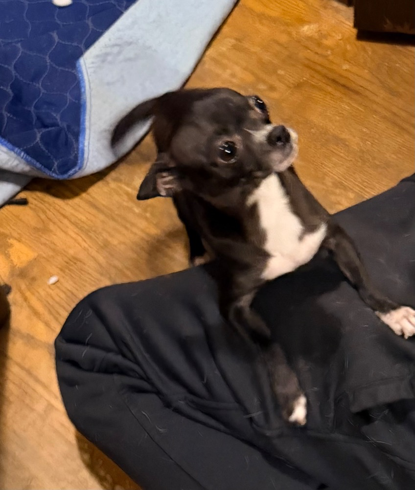 Bella, a black Chihuahua with white markings, sitting indoors