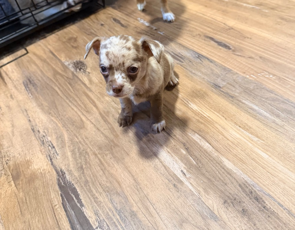 Dolly, a chocolate tri Chihuahua puppy, sitting on a wood floor