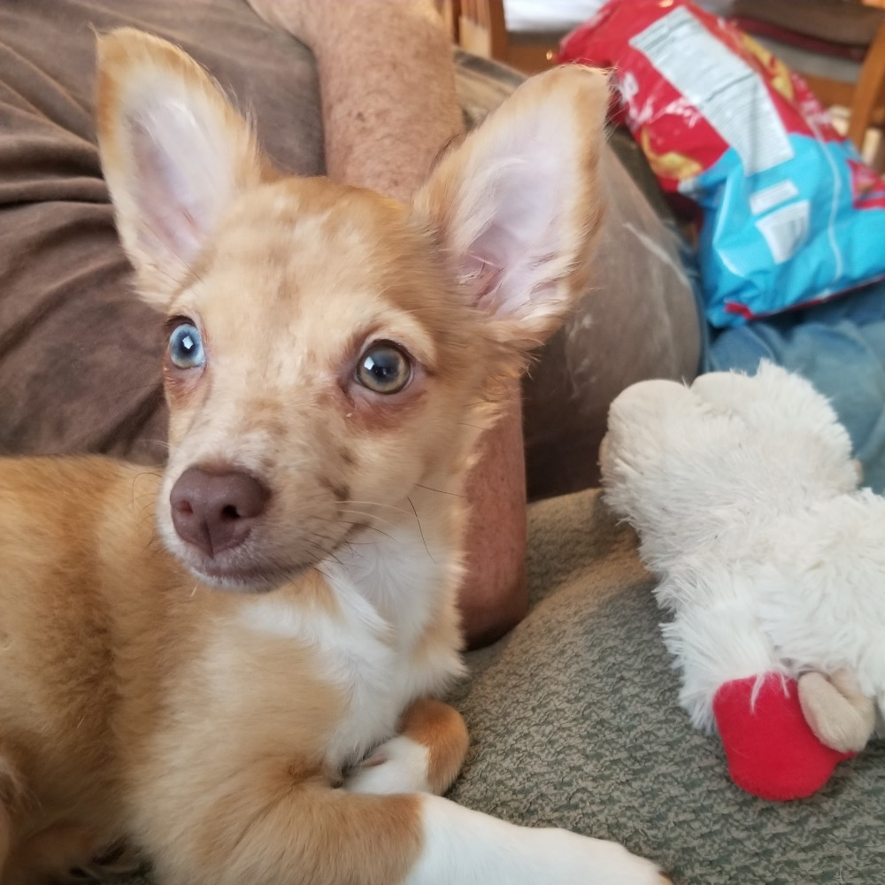 Freya, a sable Chihuahua, resting beside a plush toy