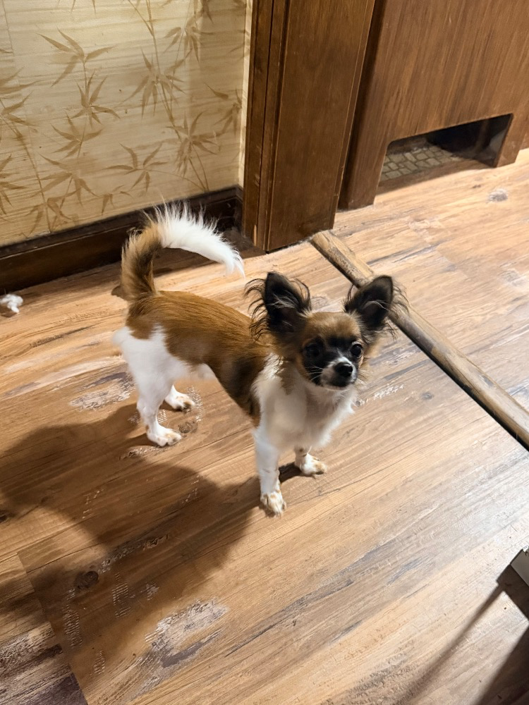 Stella, a white and brown long-coat Chihuahua, standing indoors