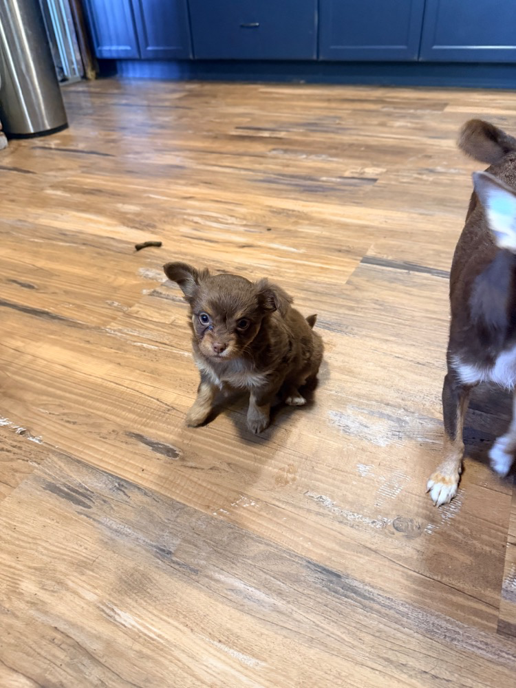 Mocha, a chocolate merle Chihuahua puppy, sitting on a wood floor