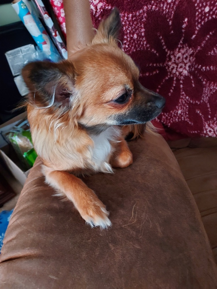 Piccadilly, an orange tan long-coat Chihuahua, resting on a sofa